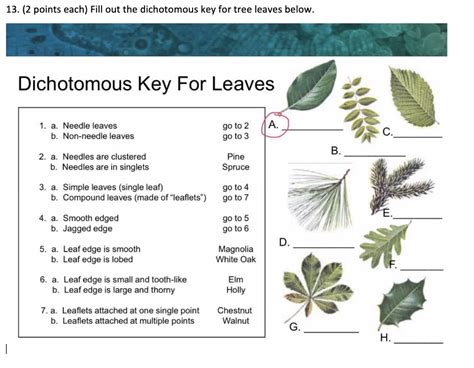 leaf dichotomous key worksheet answers pdf